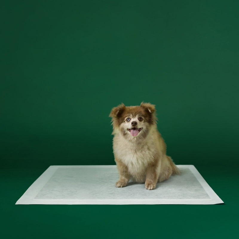 Disposable Dog Pee Pads with AbsorbShield+ Technology I5
